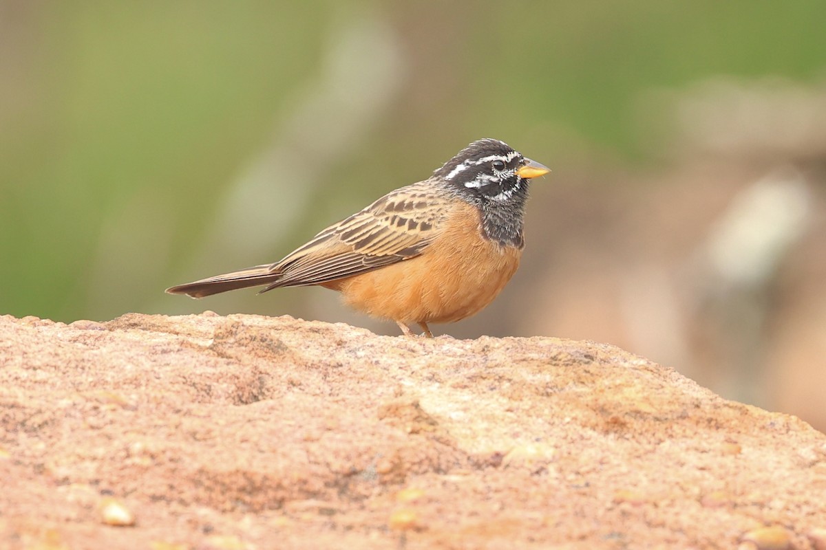 Cinnamon-breasted Bunting - ML646910127
