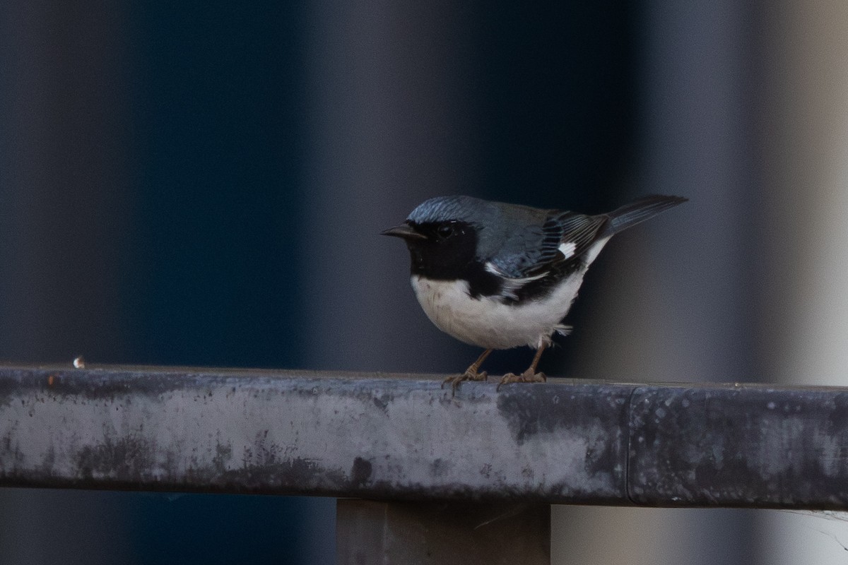 Black-throated Blue Warbler - ML646910129