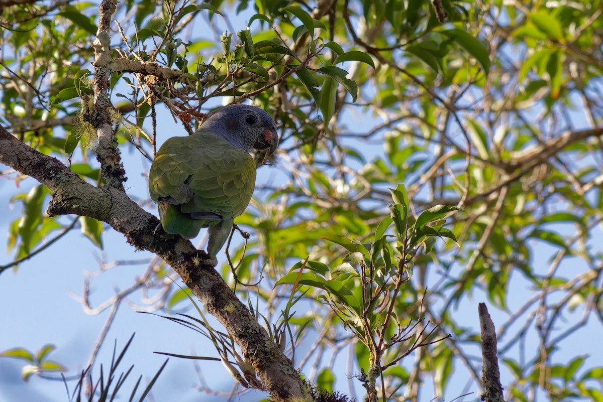 Blue-headed Parrot - ML646910131