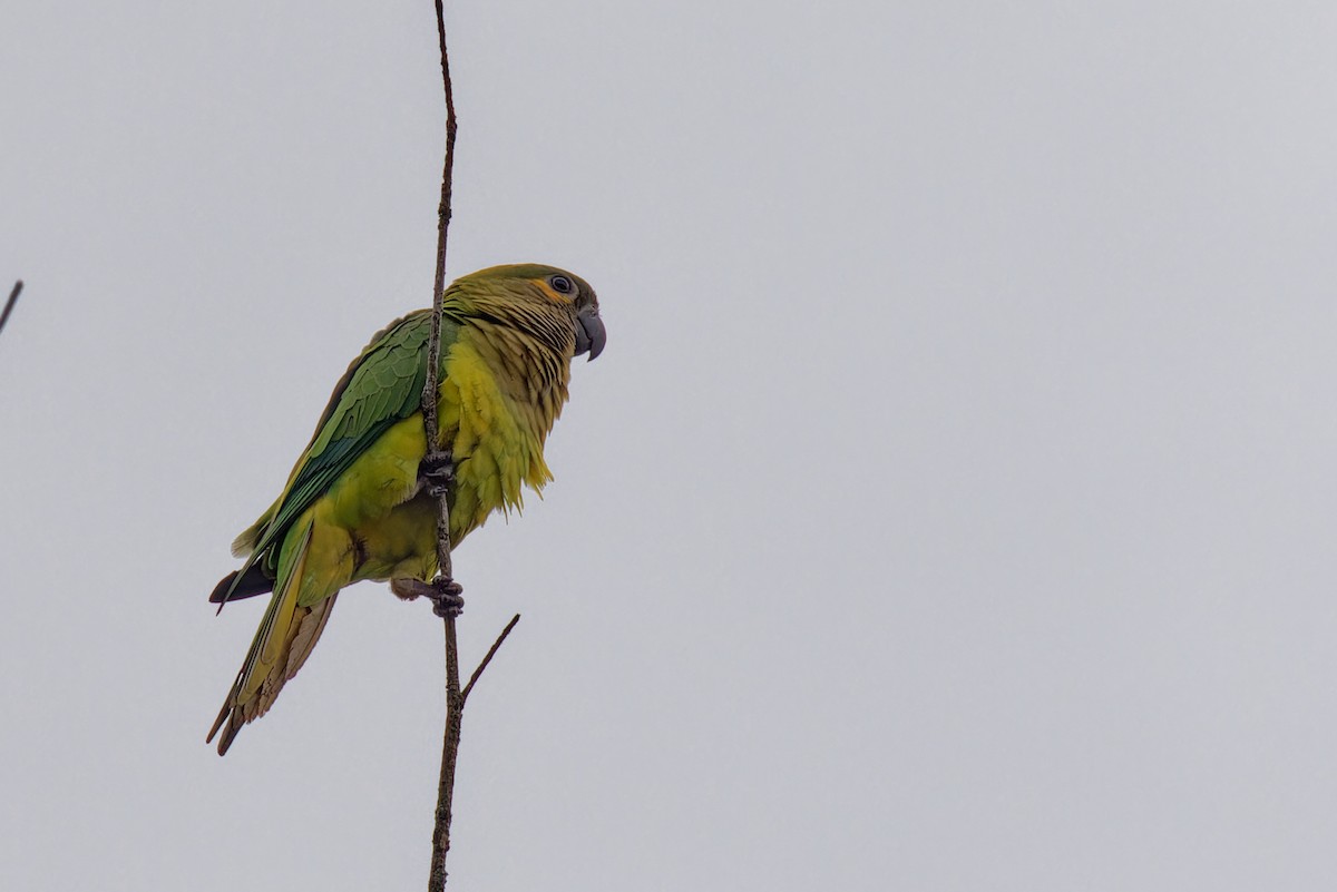 Brown-throated Parakeet - ML646910135