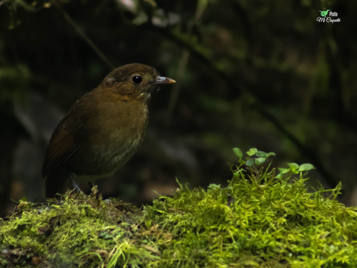 Brown-banded Antpitta - ML646910139