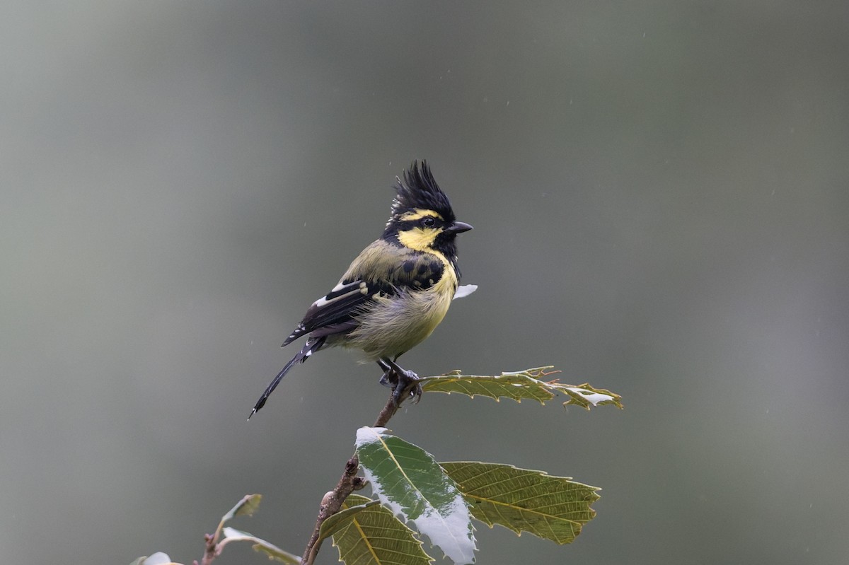 Himalayan Black-lored Tit - ML646910149