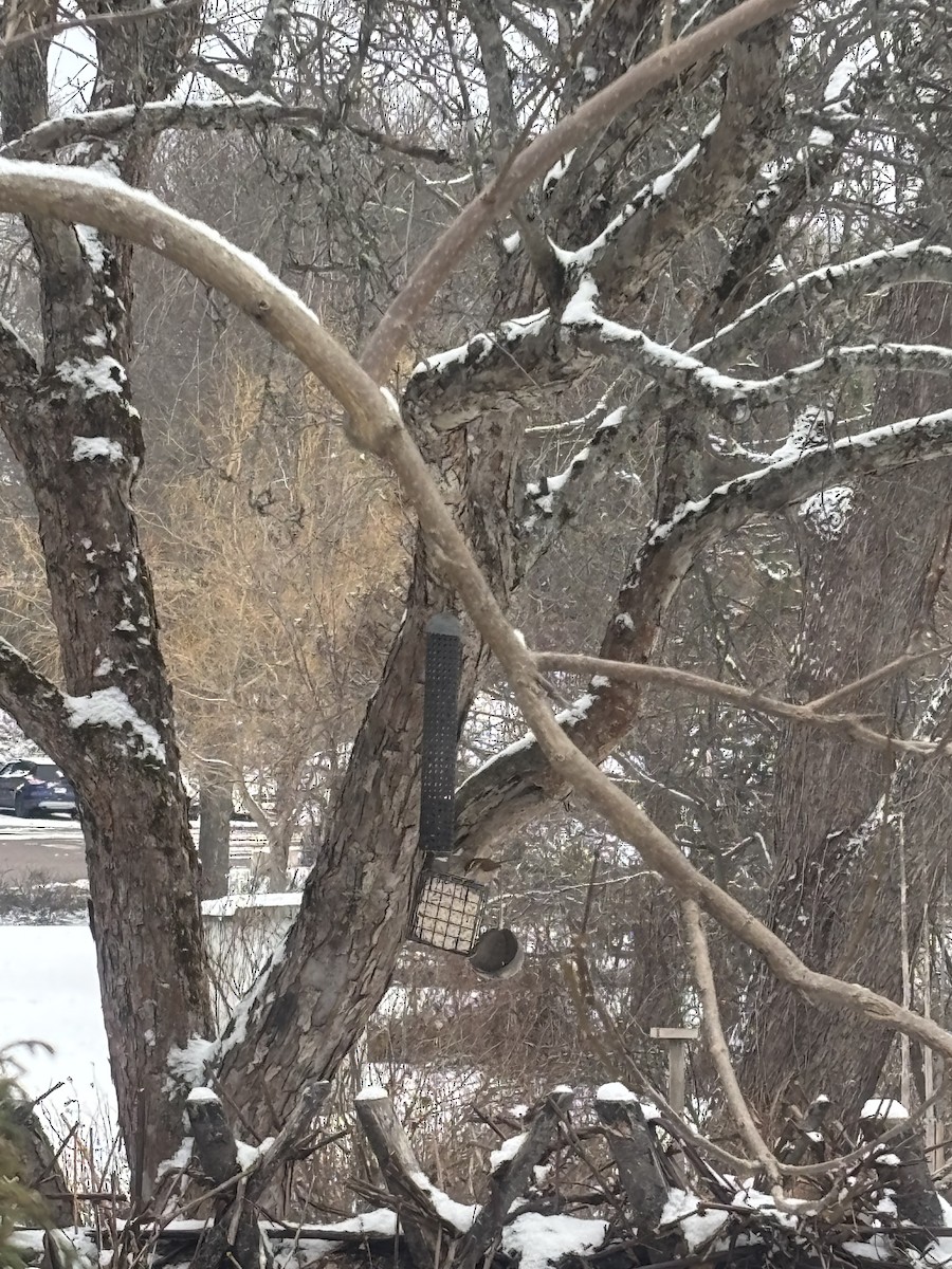 White-breasted Nuthatch - ML646910151