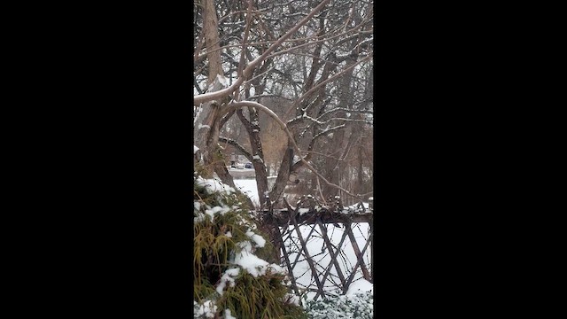 Повзик каролінський - ML646910153