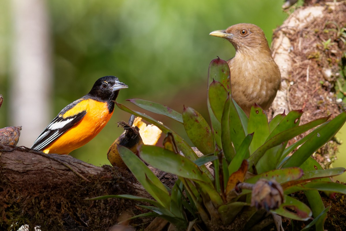 Baltimore Oriole - ML646910155