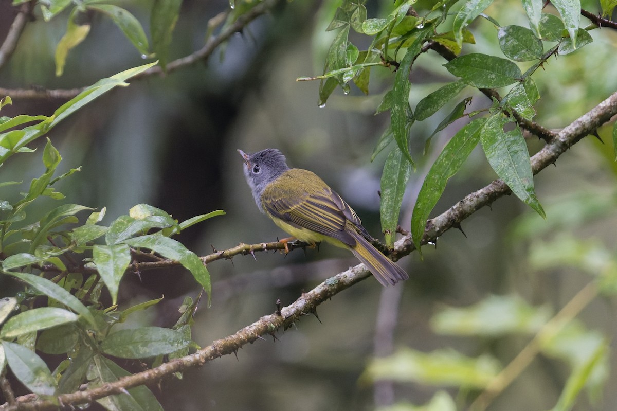 Gray-headed Canary-Flycatcher - ML646910158