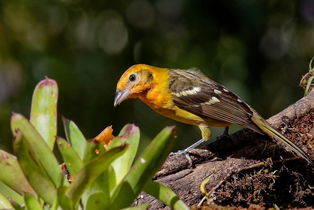 Flame-colored Tanager - ML646910160