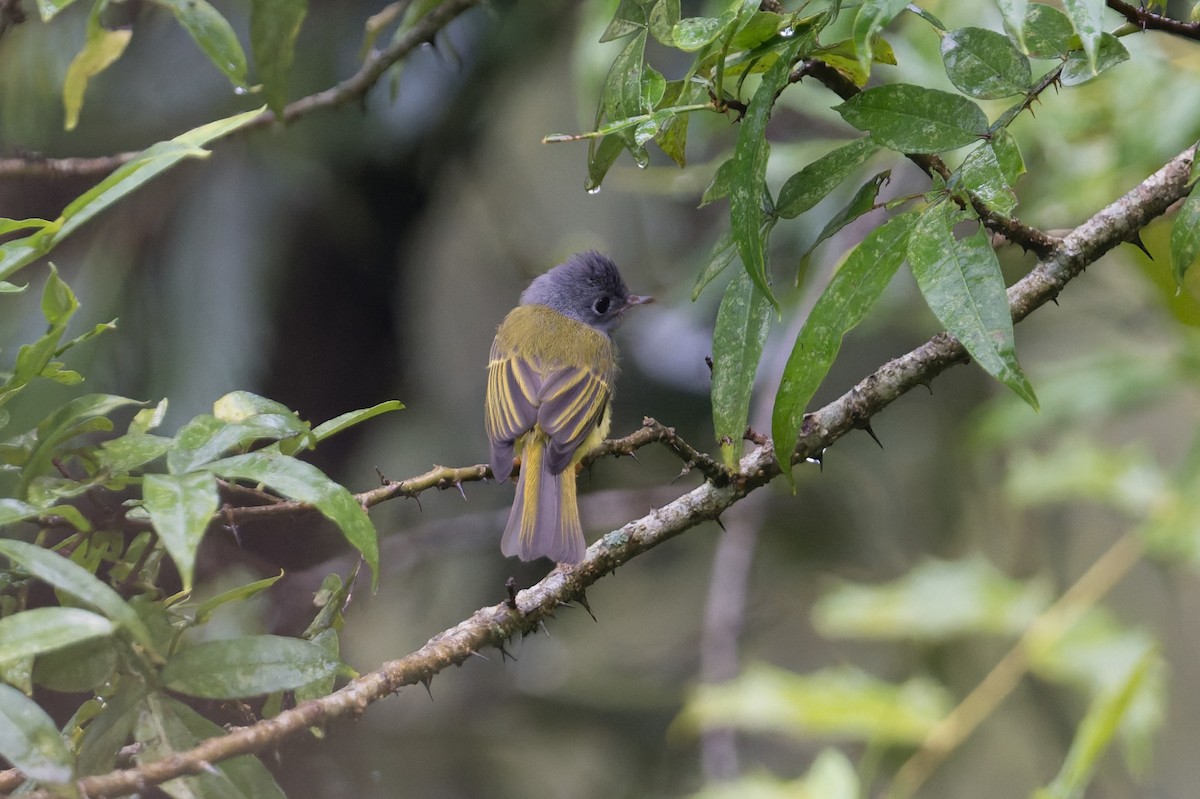 Gray-headed Canary-Flycatcher - ML646910161