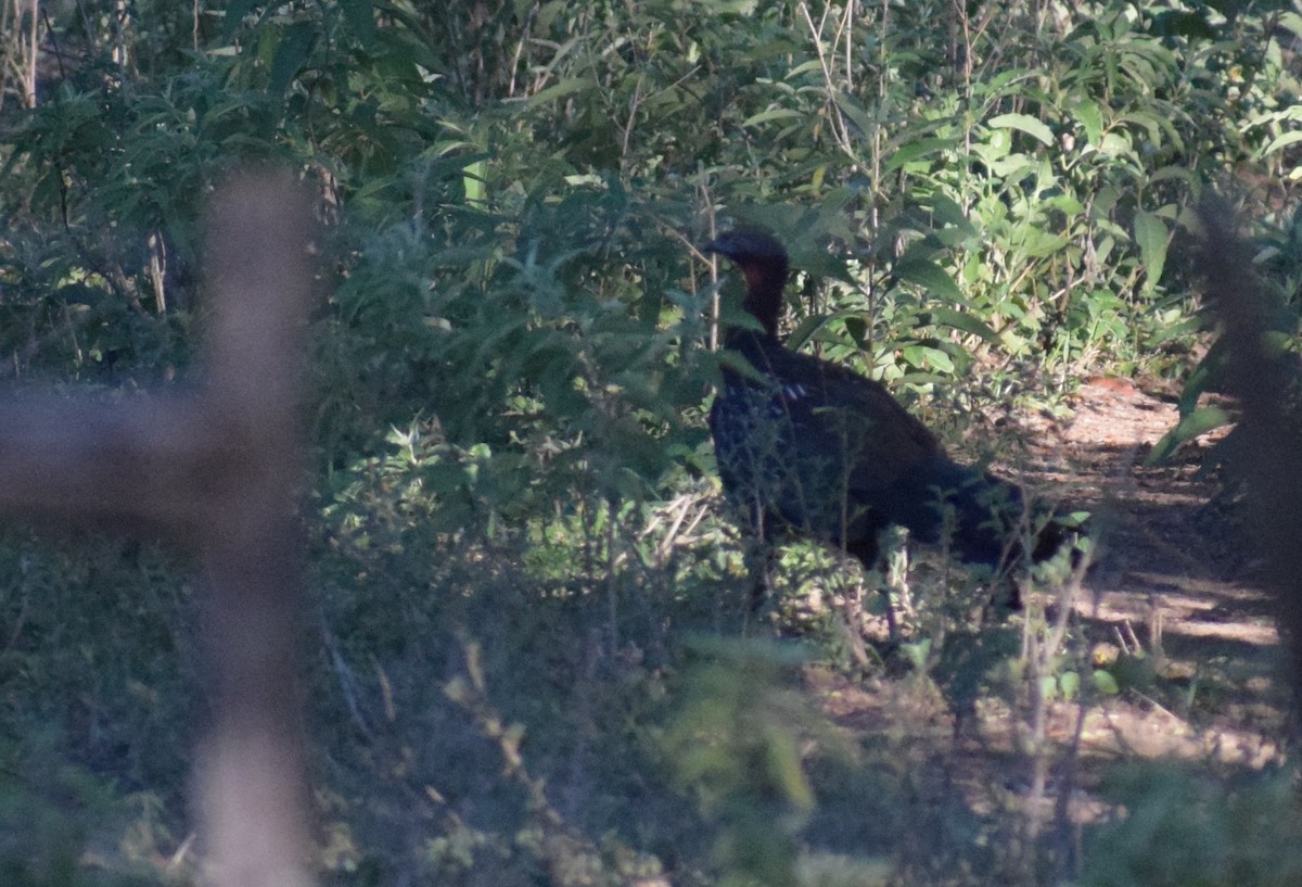 Yungasguan - ML646910163