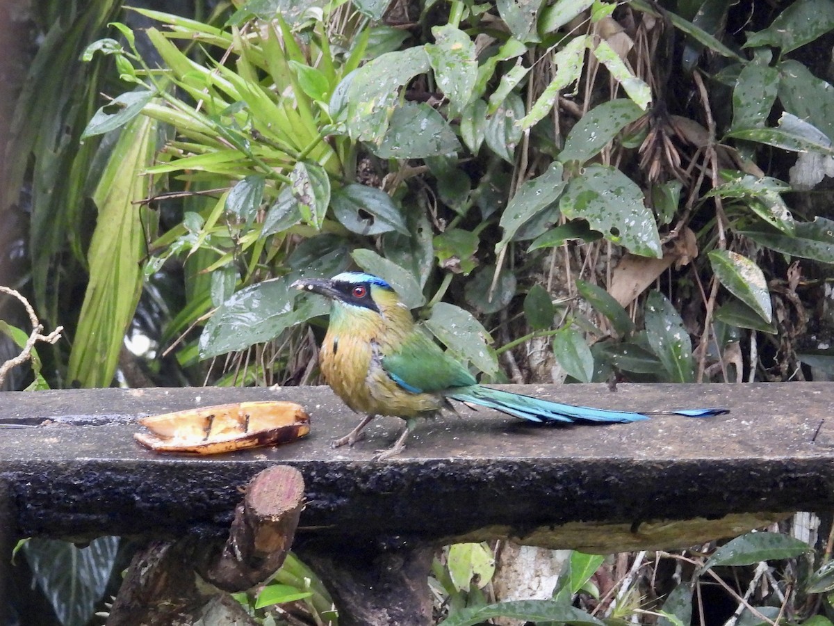 Lesson's Motmot - ML646910165