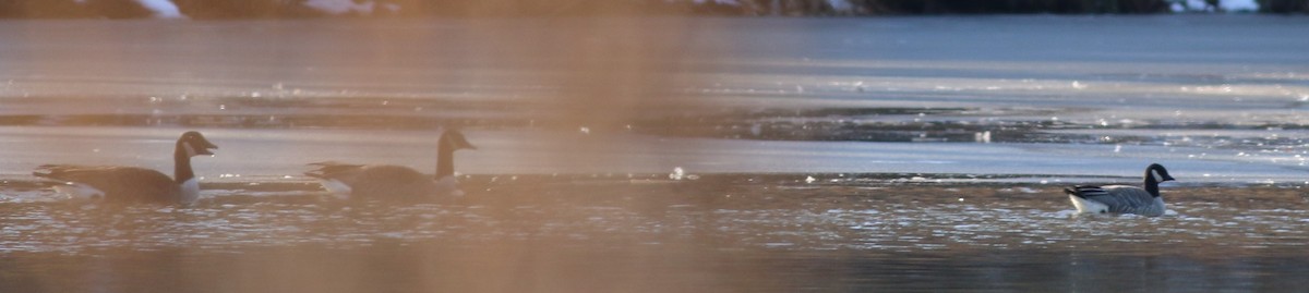 シジュウカラガン - ML646910176