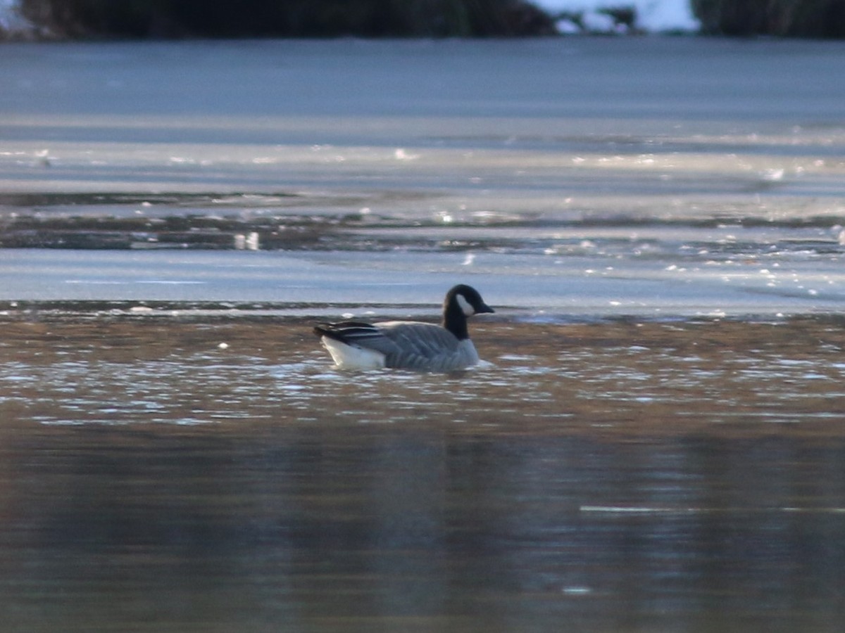 シジュウカラガン - ML646910177