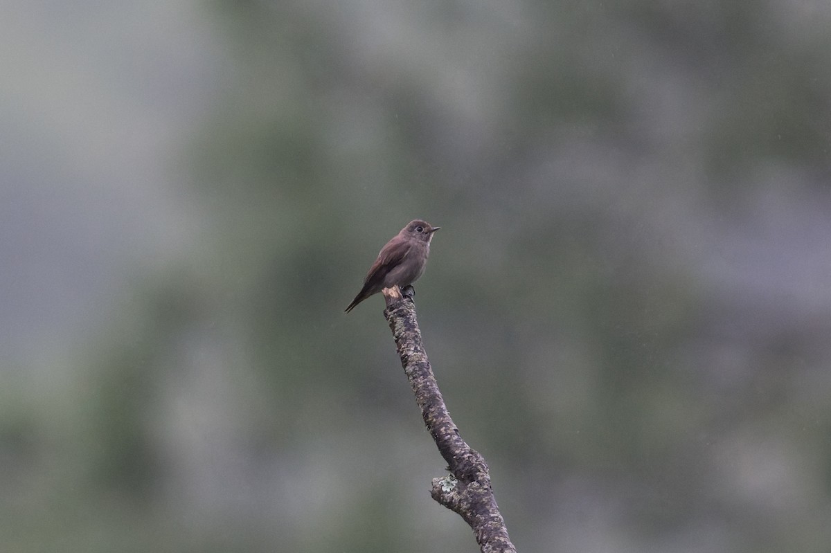 gråflankefluesnapper - ML646910181