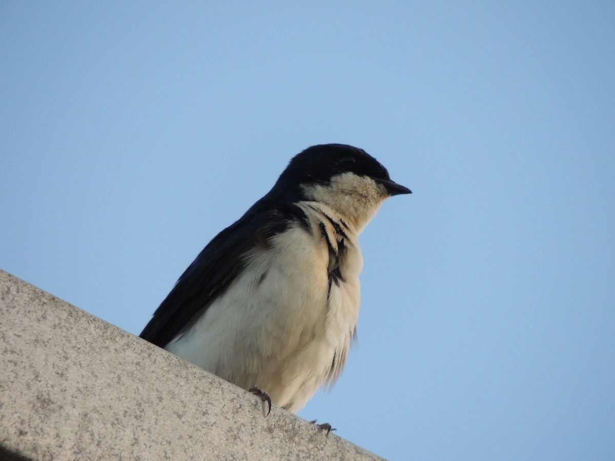 Blue-and-white Swallow - ML646910182