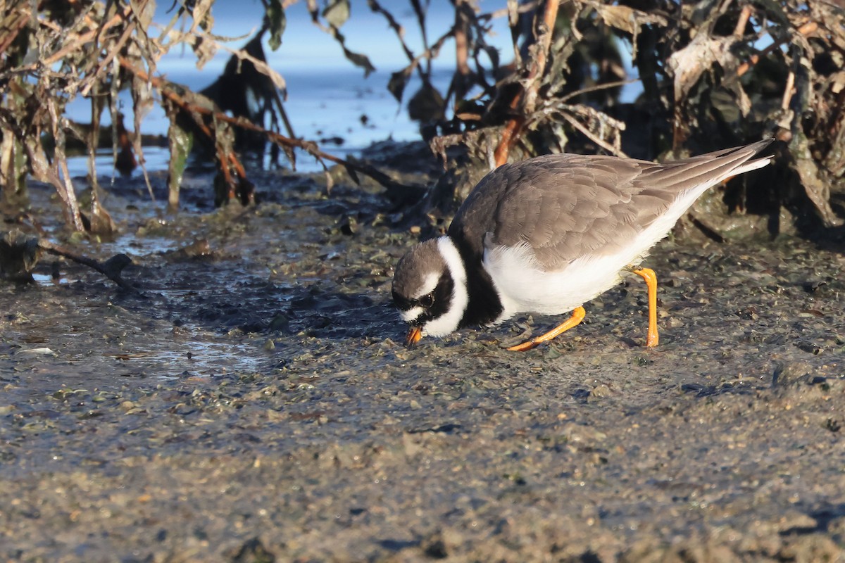 Halkalı Cılıbıt - ML646910184