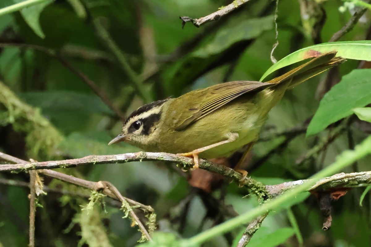 Коронник смугастоголовий - ML646910186