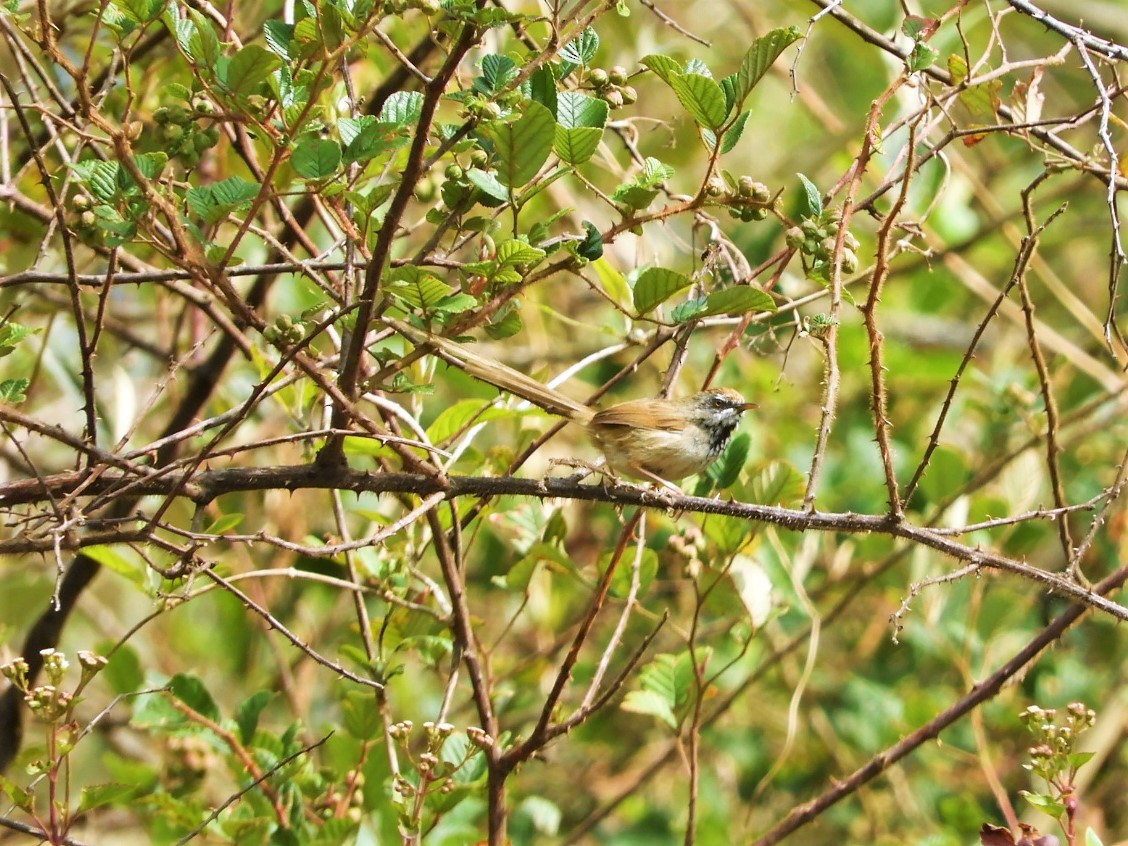 Rufous-crowned Prinia - ML646910188