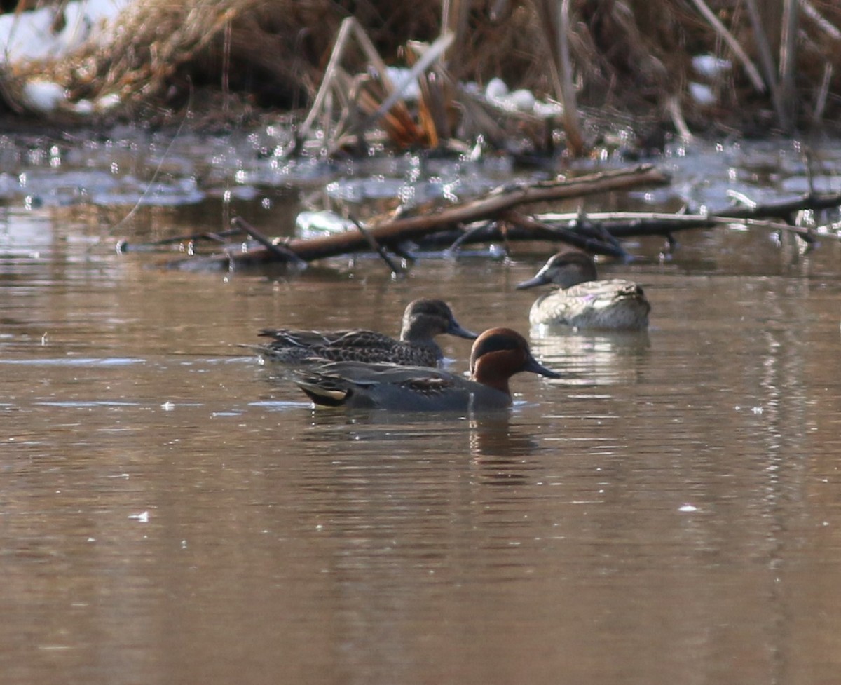 コガモ - ML646910191