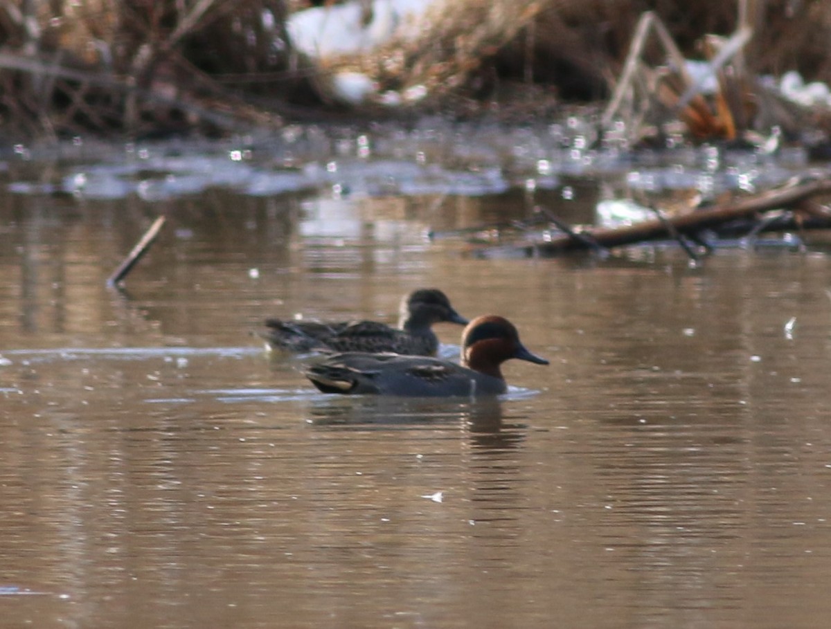 コガモ - ML646910192