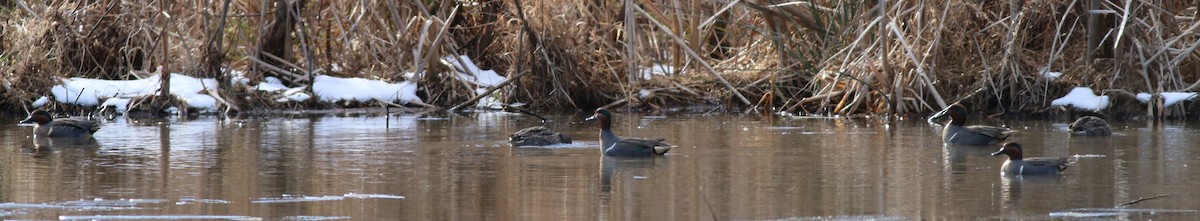 コガモ - ML646910193