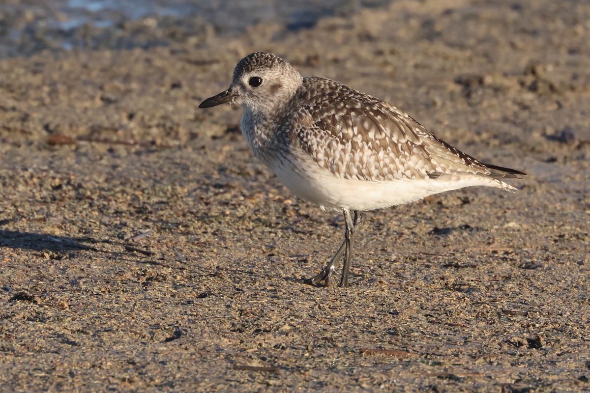 Gümüş Yağmurcun - ML646910196