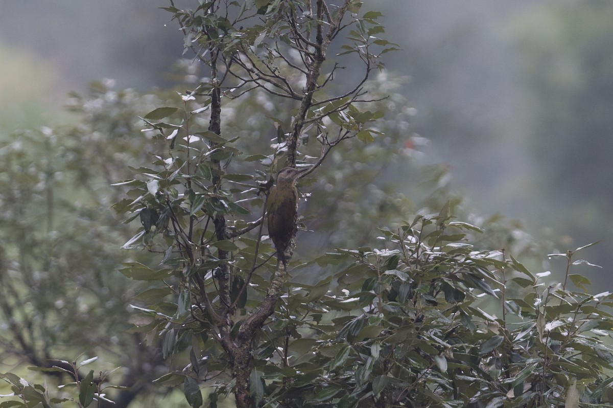 Pic cendré - ML646910200