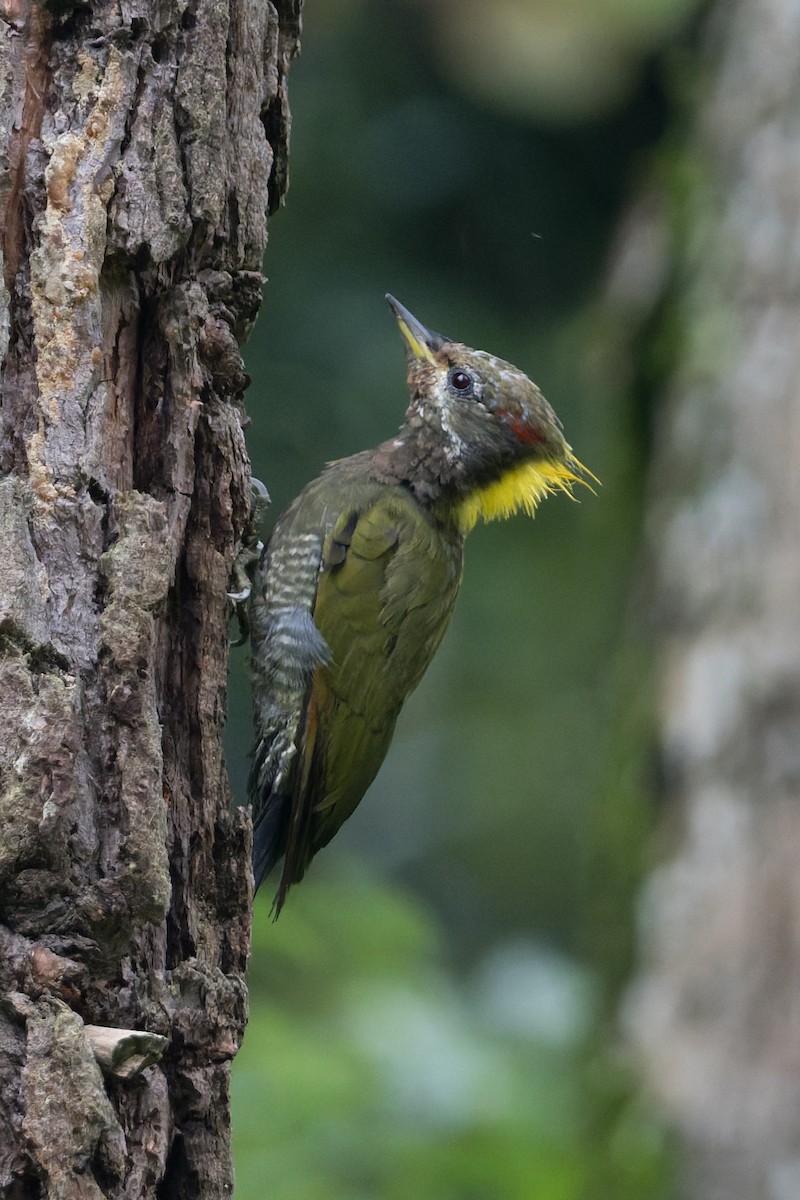 Жовна мала - ML646910202