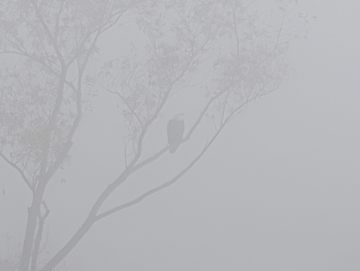 Белоголовый орлан - ML646910203