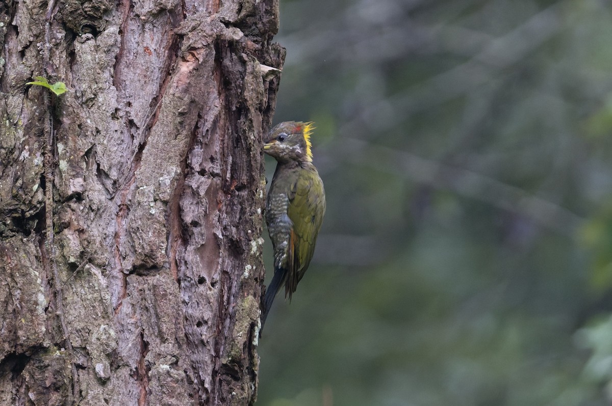 Жовна мала - ML646910204