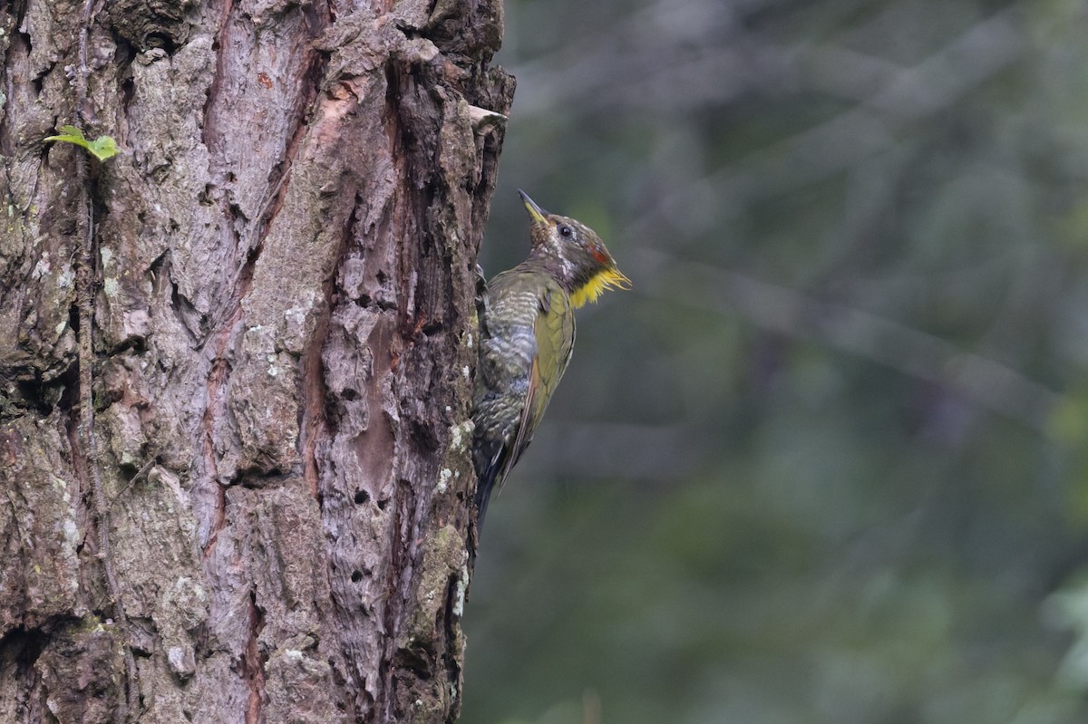 Жовна мала - ML646910207