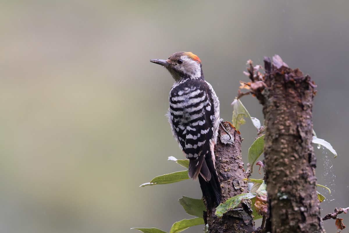 Braunstirnspecht - ML646910209