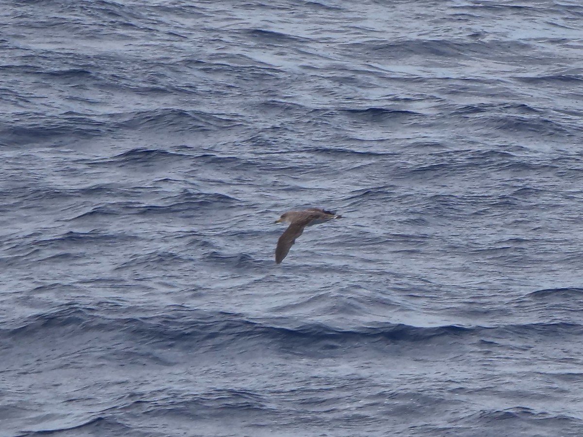 Буревісник бореальний - ML646910211