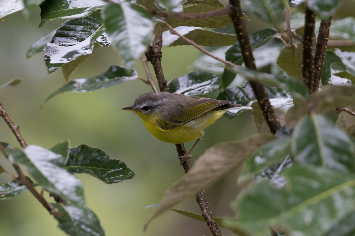 budníček šedohlavý - ML646910216