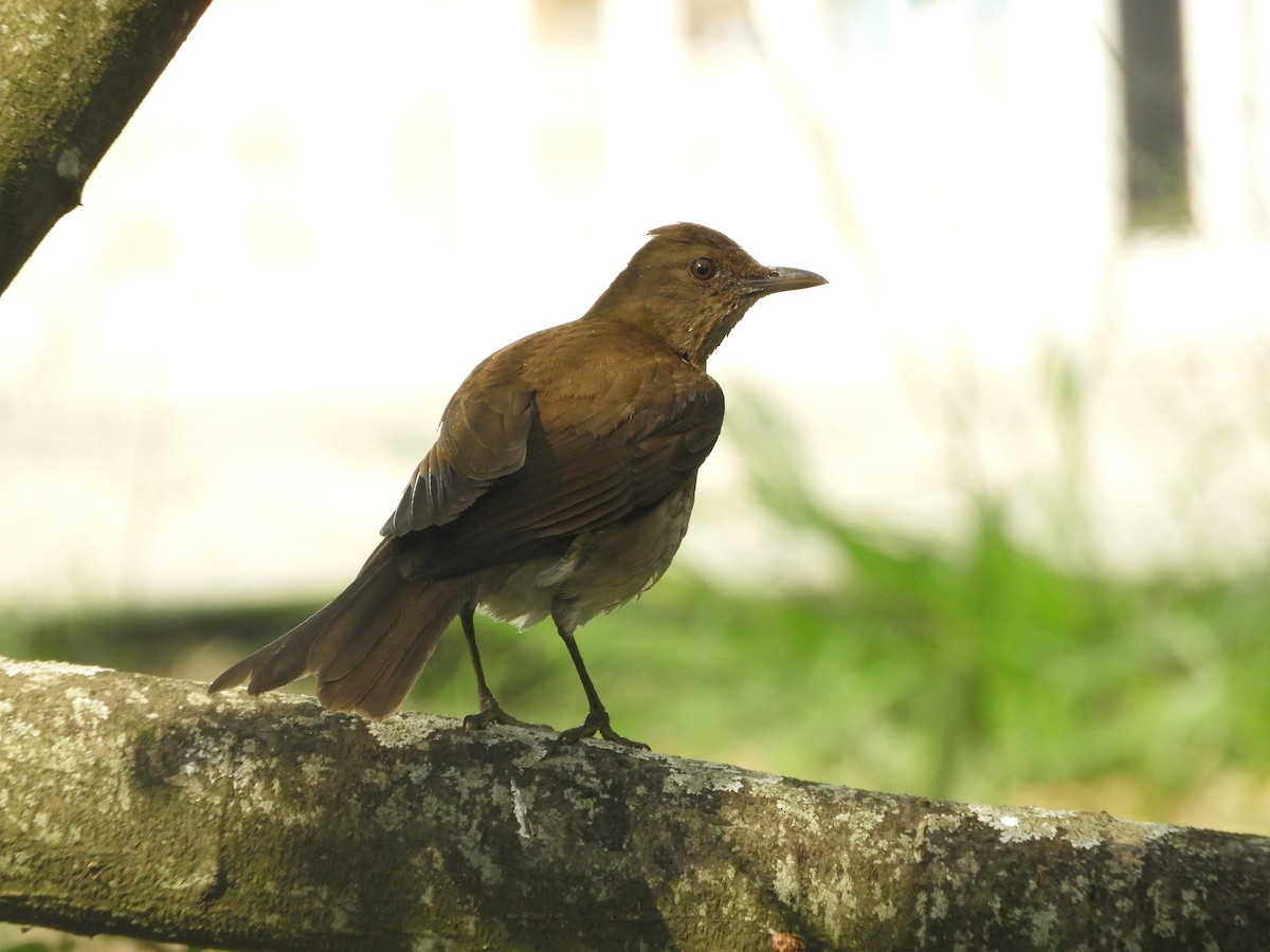 Black-billed Thrush - ML646910217