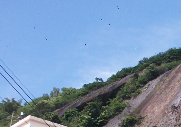 svartkondor - ML646910225