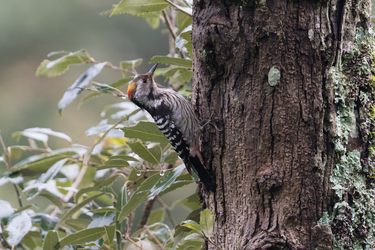 Braunstirnspecht - ML646910226