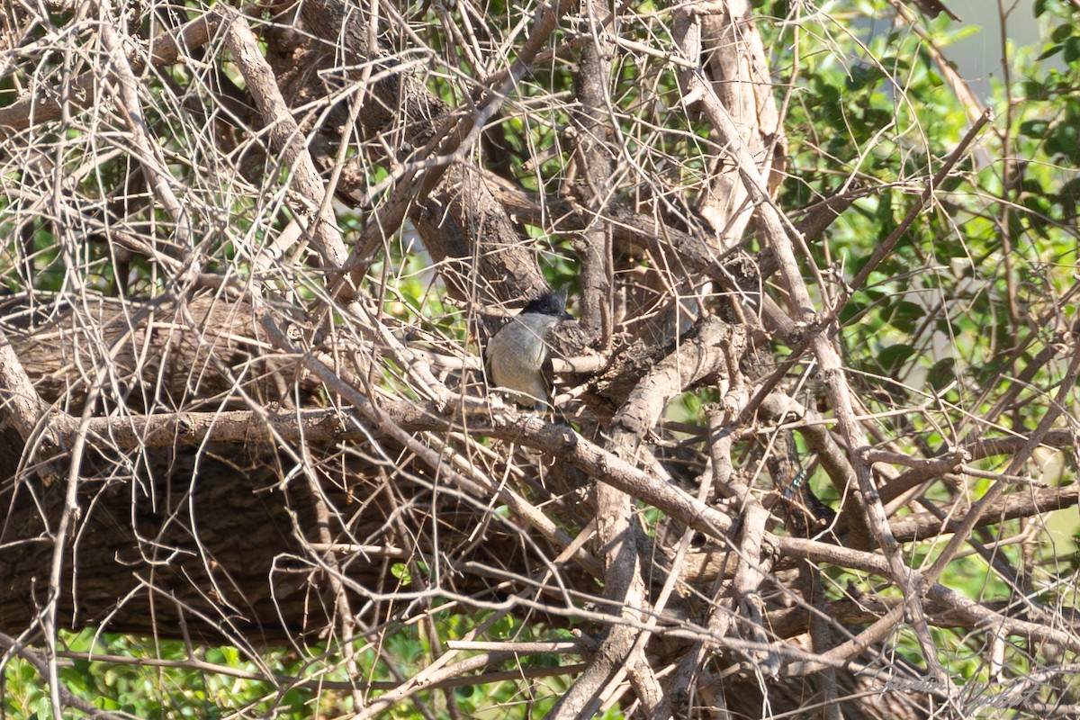 Pied Cuckoo - ML646910227