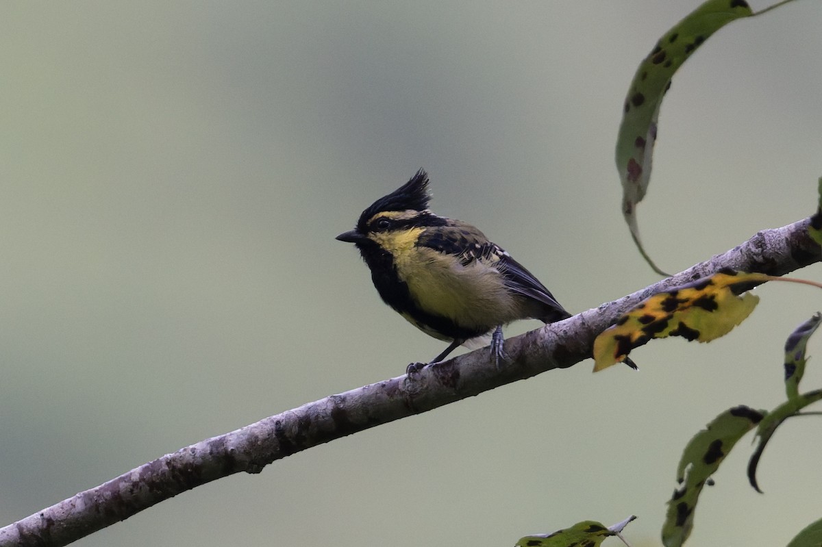 Himalayan Black-lored Tit - ML646910230