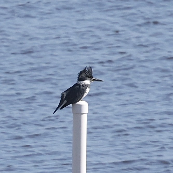 Belted Kingfisher - ML646910231