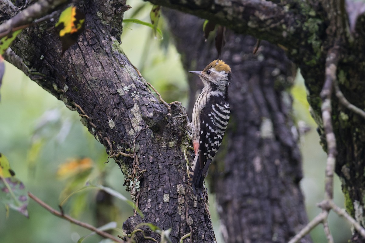 Braunstirnspecht - ML646910232