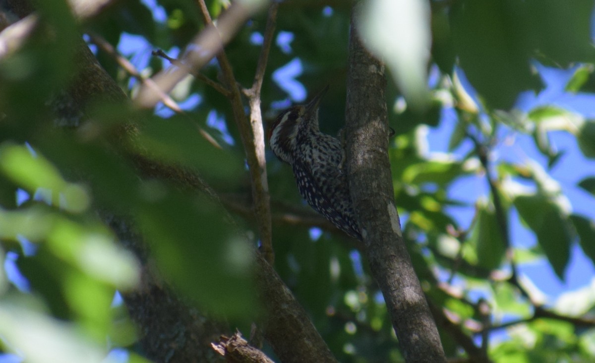 Полосатохвостый дятел - ML646910236