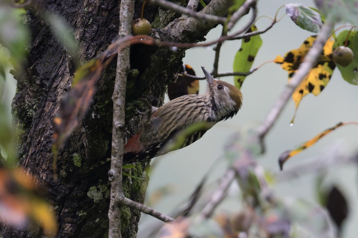 Braunstirnspecht - ML646910237