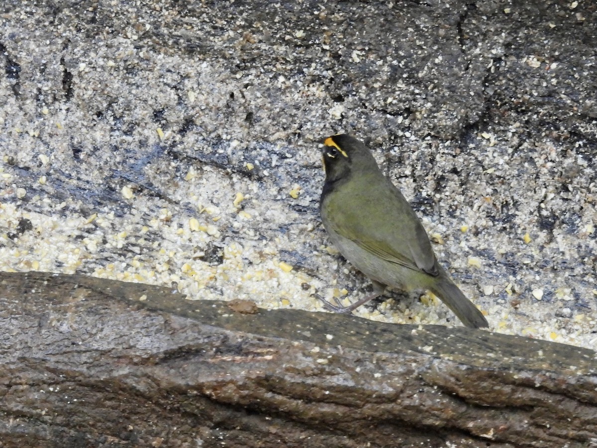 Yellow-faced Grassquit - ML646910246