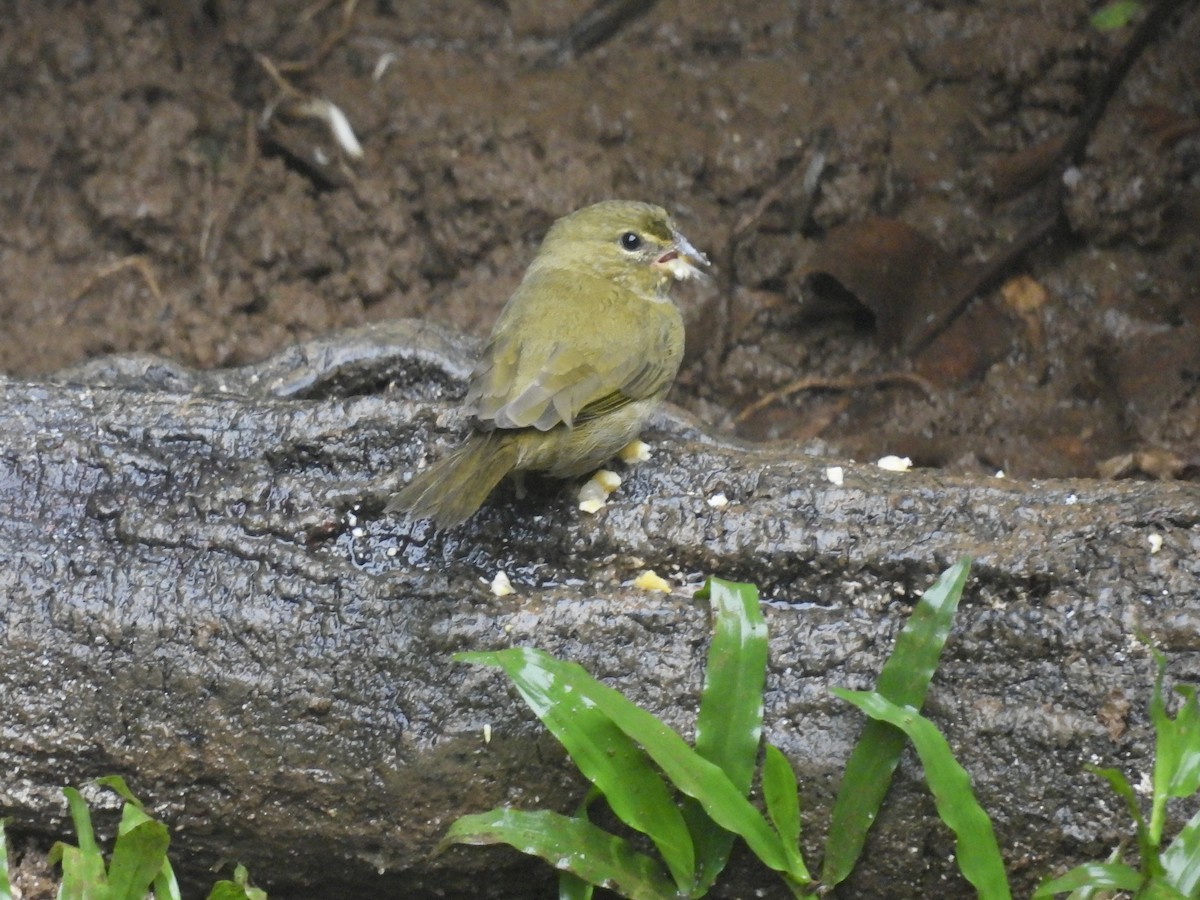 Yellow-faced Grassquit - ML646910247
