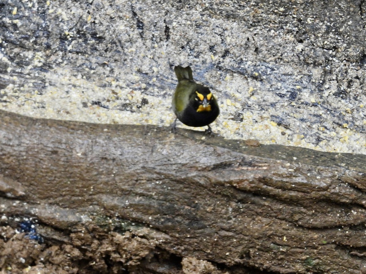 Yellow-faced Grassquit - ML646910248