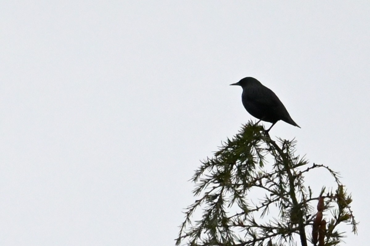Spotless Starling - ML646910252