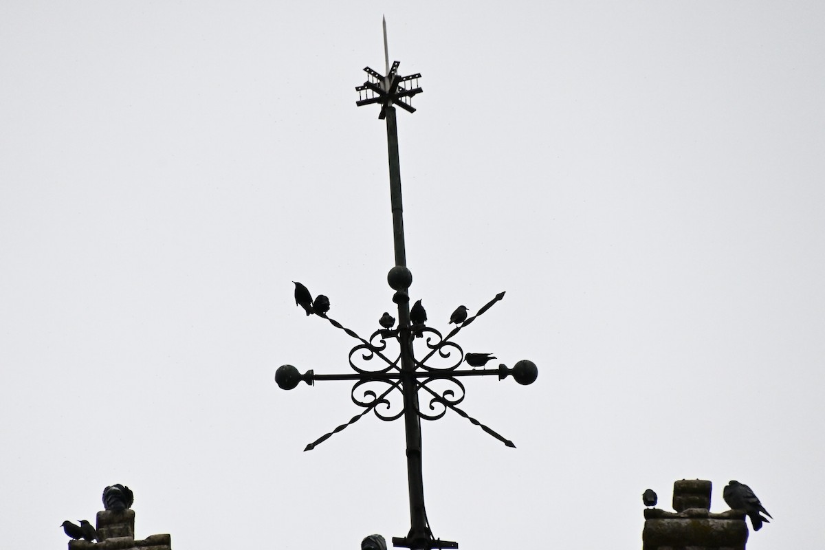 Spotless Starling - ML646910253