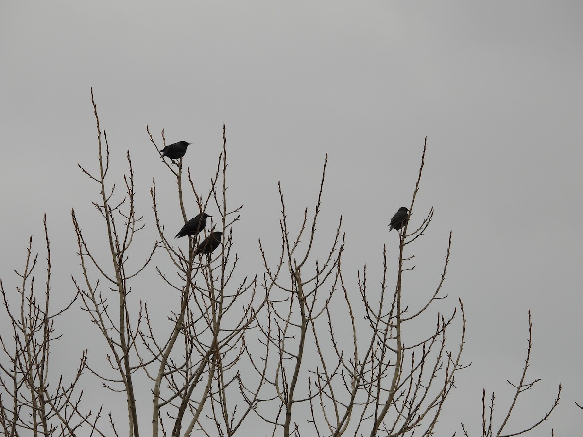 Spotless Starling - ML646910278