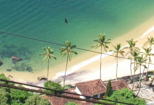 Short-tailed Hawk - ML646910279