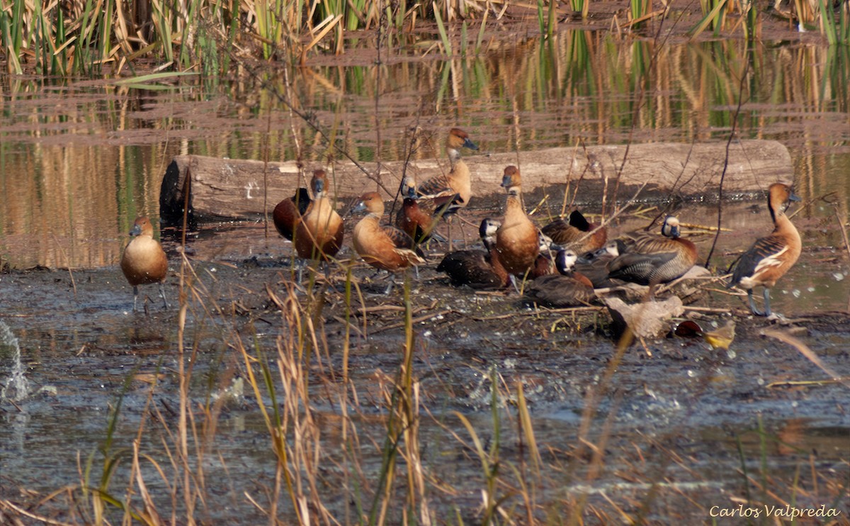 White-faced Whistling-Duck - ML646910285